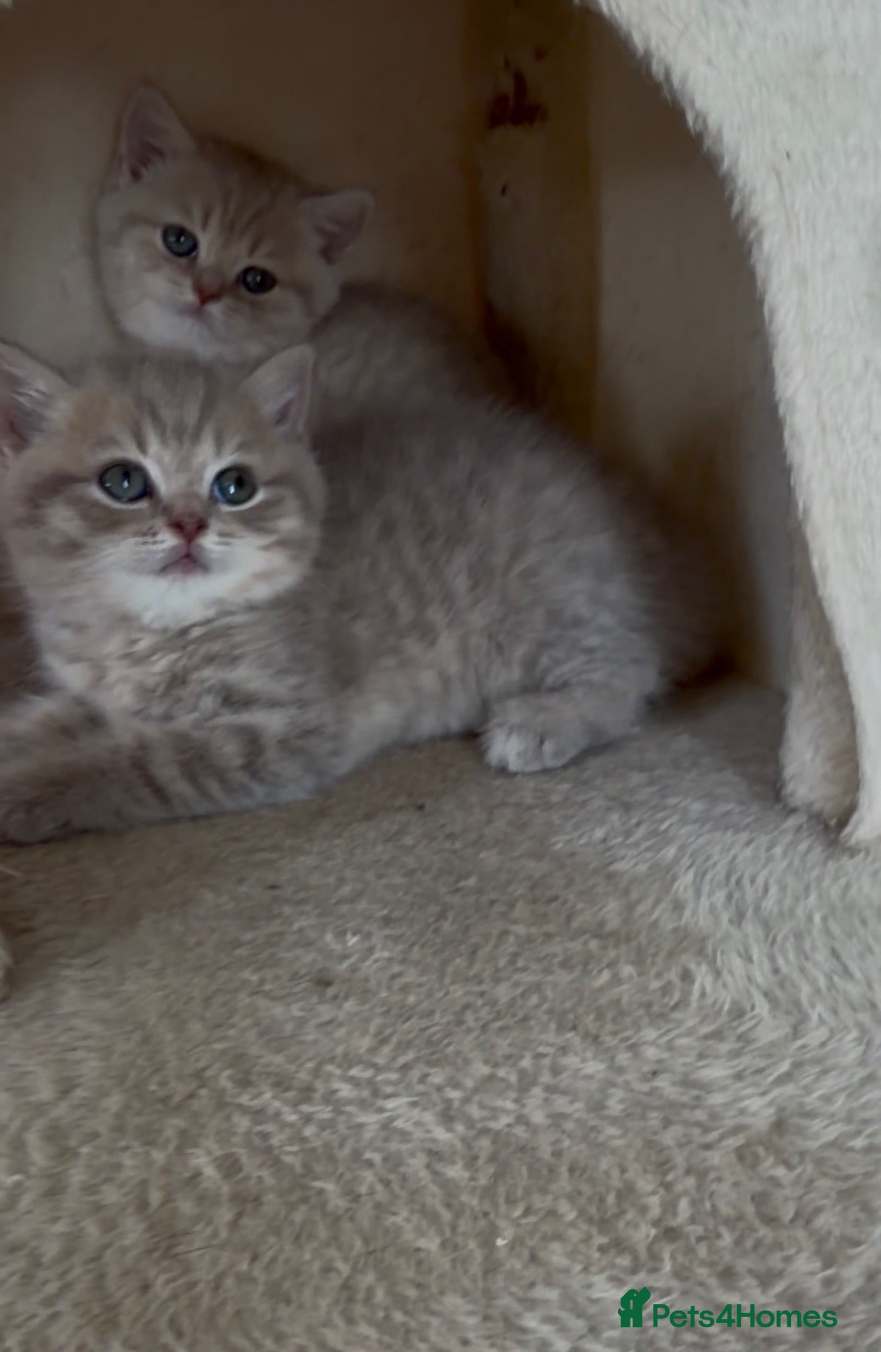 Scottish Fold cats Exceptional litter of Scottish fold/ straight😍😍 - Advert 2