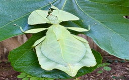 Stick Insects invertebrates for sale: Cryptophyllium limogesi nymphs (leaf insects) - Image 8