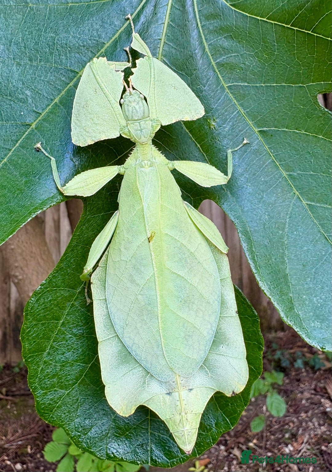 Stick Insects invertebrates for sale: Cryptophyllium limogesi nymphs (leaf insects) - Image 8