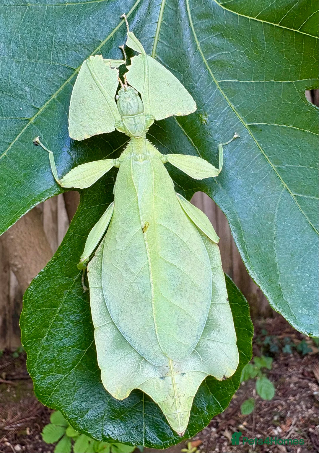 Stick Insects invertebrates for sale: Cryptophyllium limogesi nymphs (leaf insects) - Advert 8