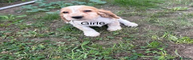 Cocker Spaniel girl6