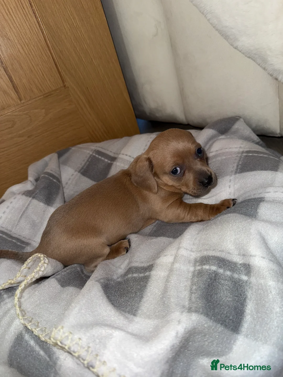 Chiweenie dogs for sale: Beautiful Chiweenie For sale - Advert 7