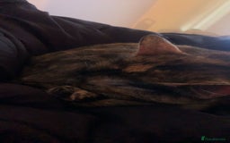 Mixed Breed cats for sale: Queen Delilah - Tortie female  - Image 14