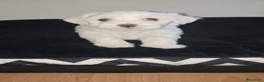 Maltese 3