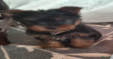 Yorkshire Terrier dogs - Advert 9