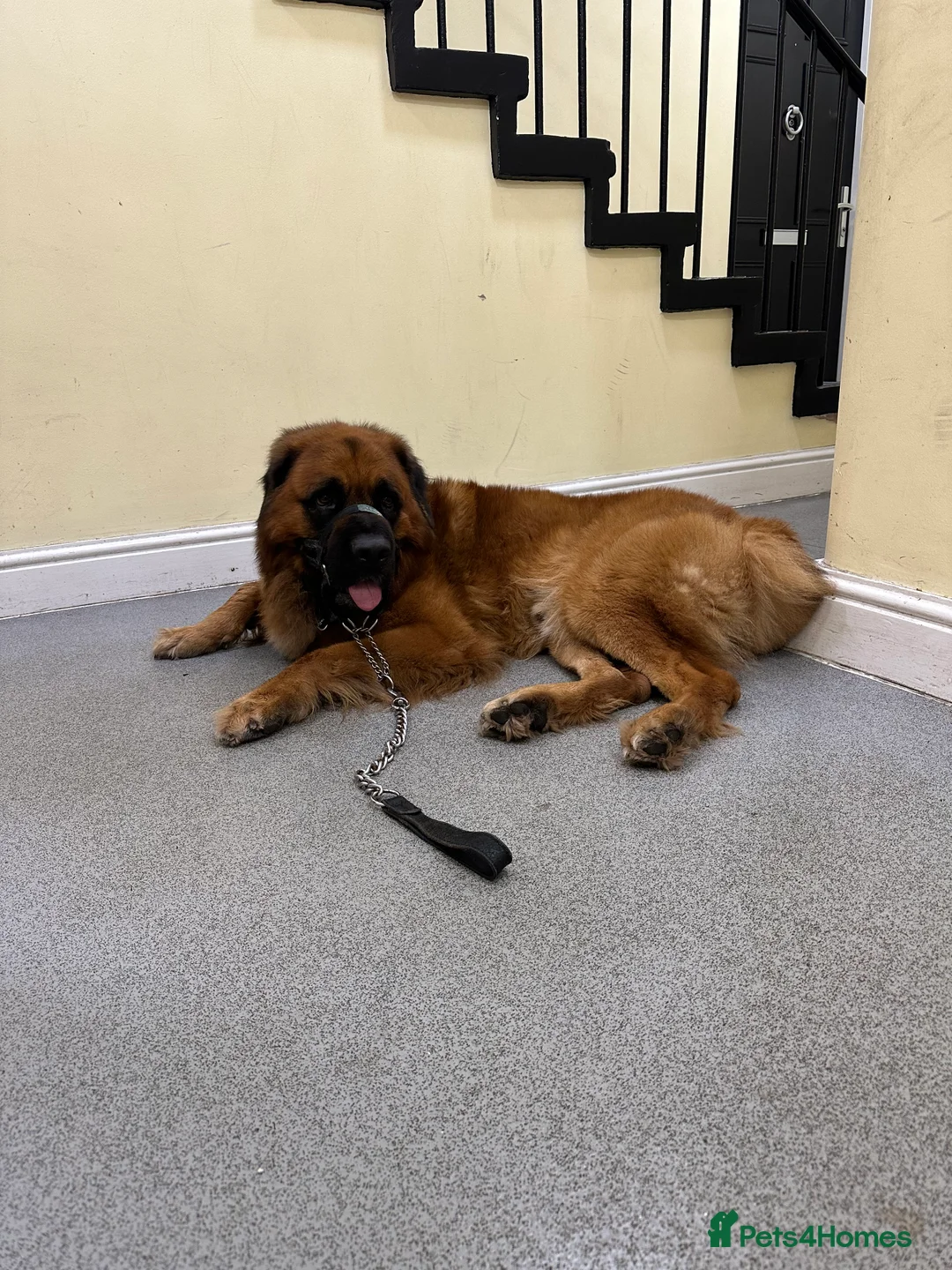 Mixed Breed dogs for sale: Saint Bernard mix - Advert 4
