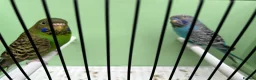 Budgerigars birds for sale: Black face with black wing split bf/bw pair  - Advert 6