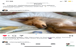 Pomeranian dogs for sale: Lovely dog for sale  - Image 2