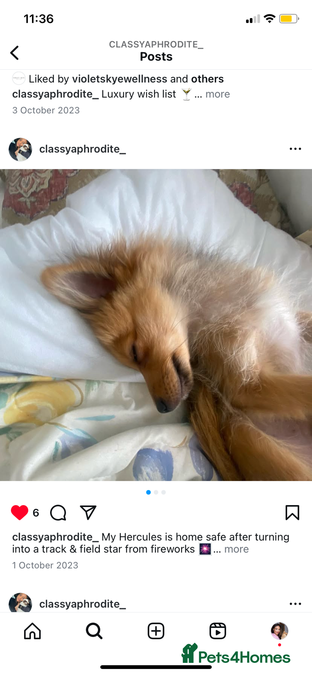 Pomeranian dogs for sale: Lovely dog for sale  - Image 2