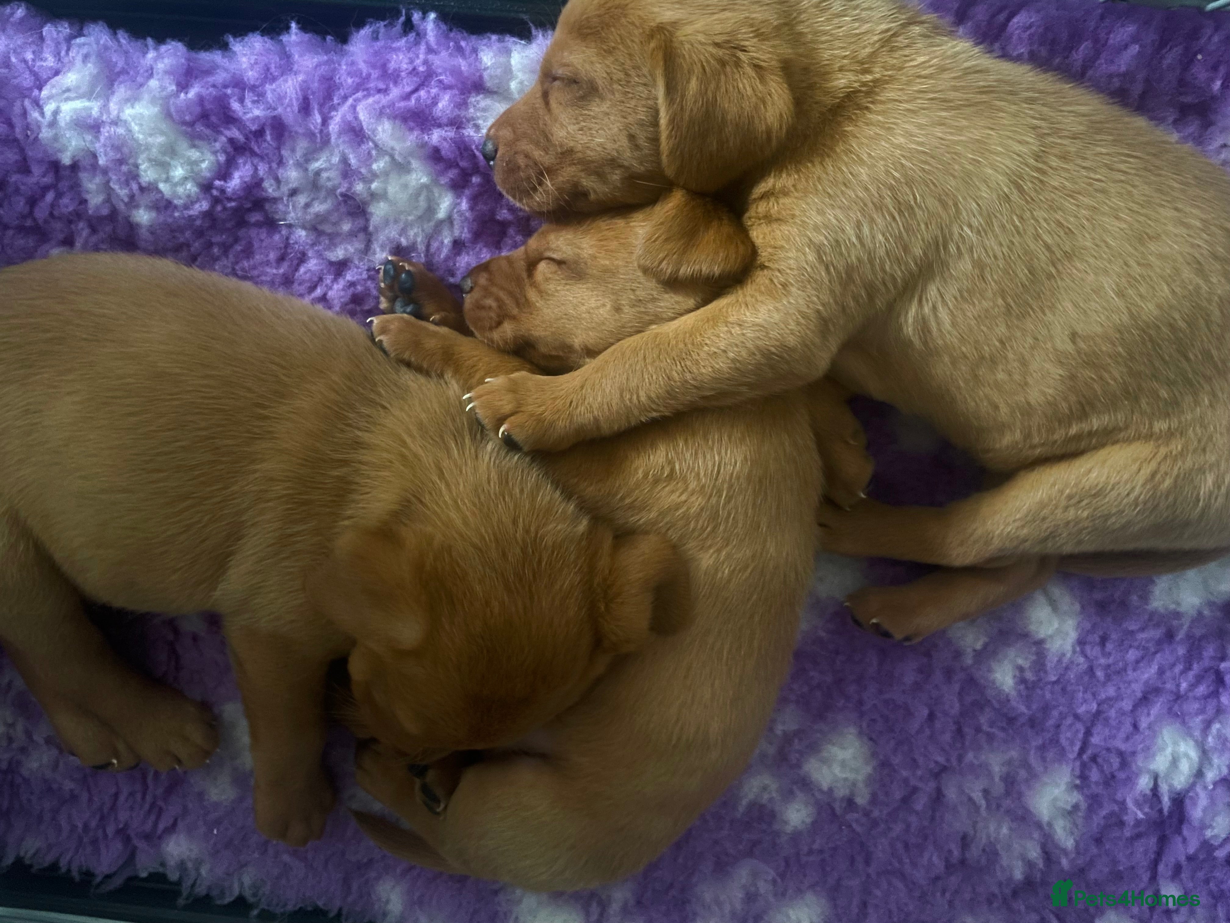 Labrador Retriever dogs Fox Red Labrador KC registered puppies  - Advert 1