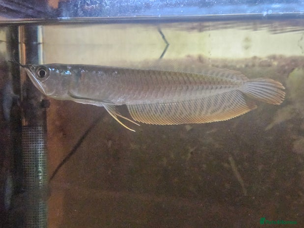 Angelfish fish in Bolton - Advert 15