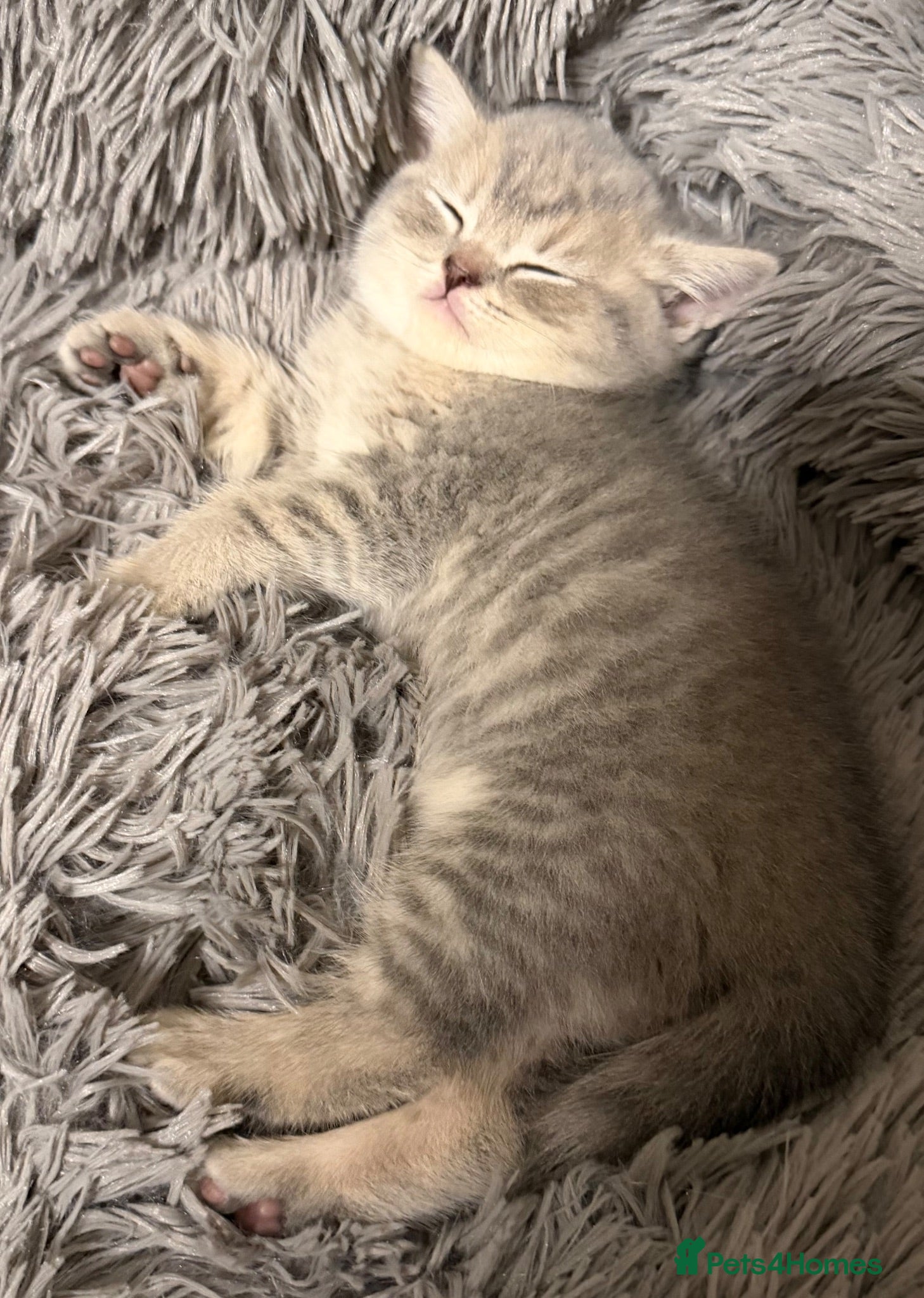 British Shorthair cats Beautiful British Shorthair Kittens  - Advert 2