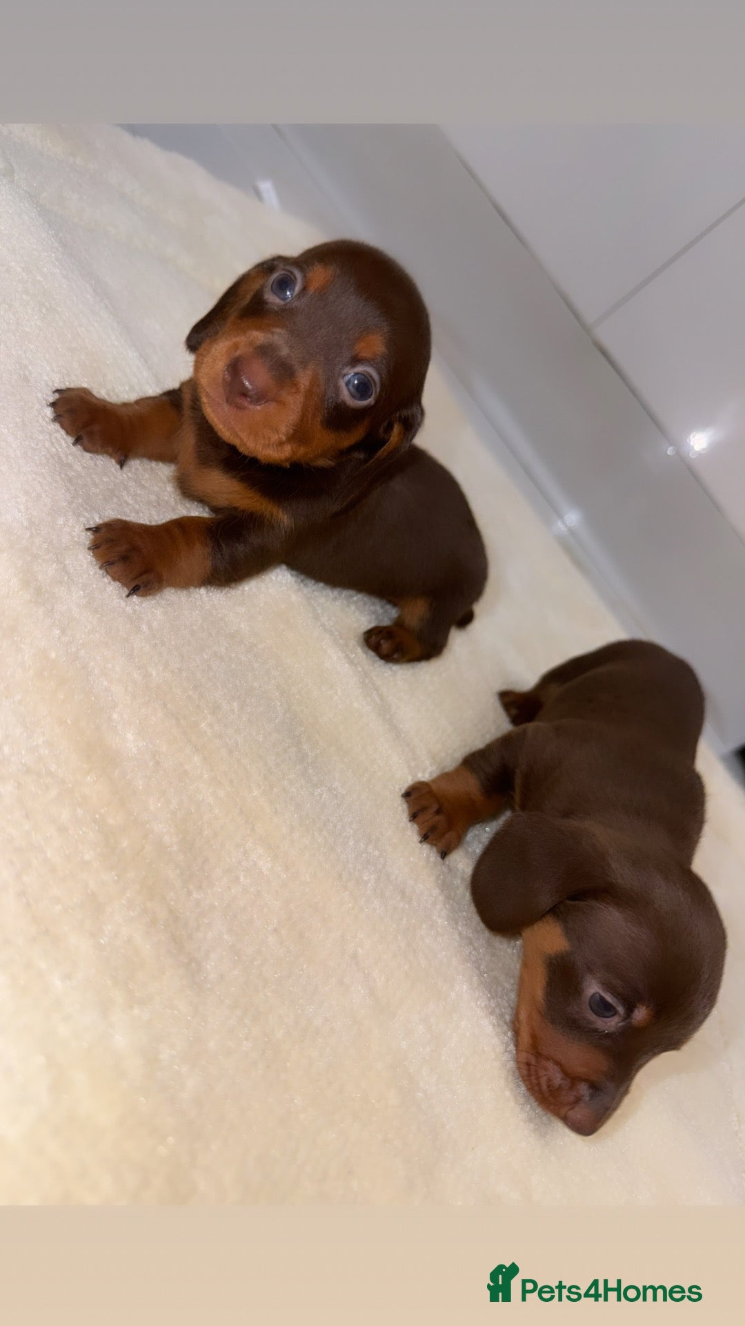 Miniature Dachshund dogs Miniature Dachshunds   - Advert 4