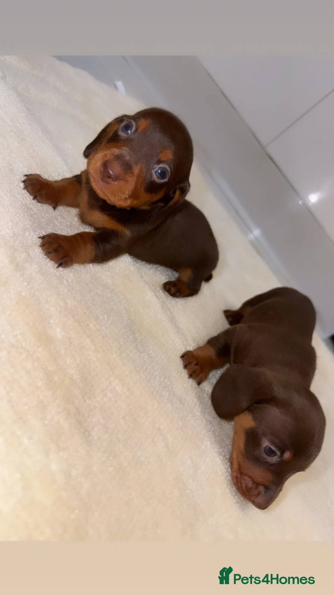 Miniature Dachshund dogs for sale: Miniature Dachshunds   - Advert 1