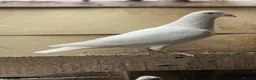 Pigeons birds for sale: WHITE RACING PIGEON  - Advert 12