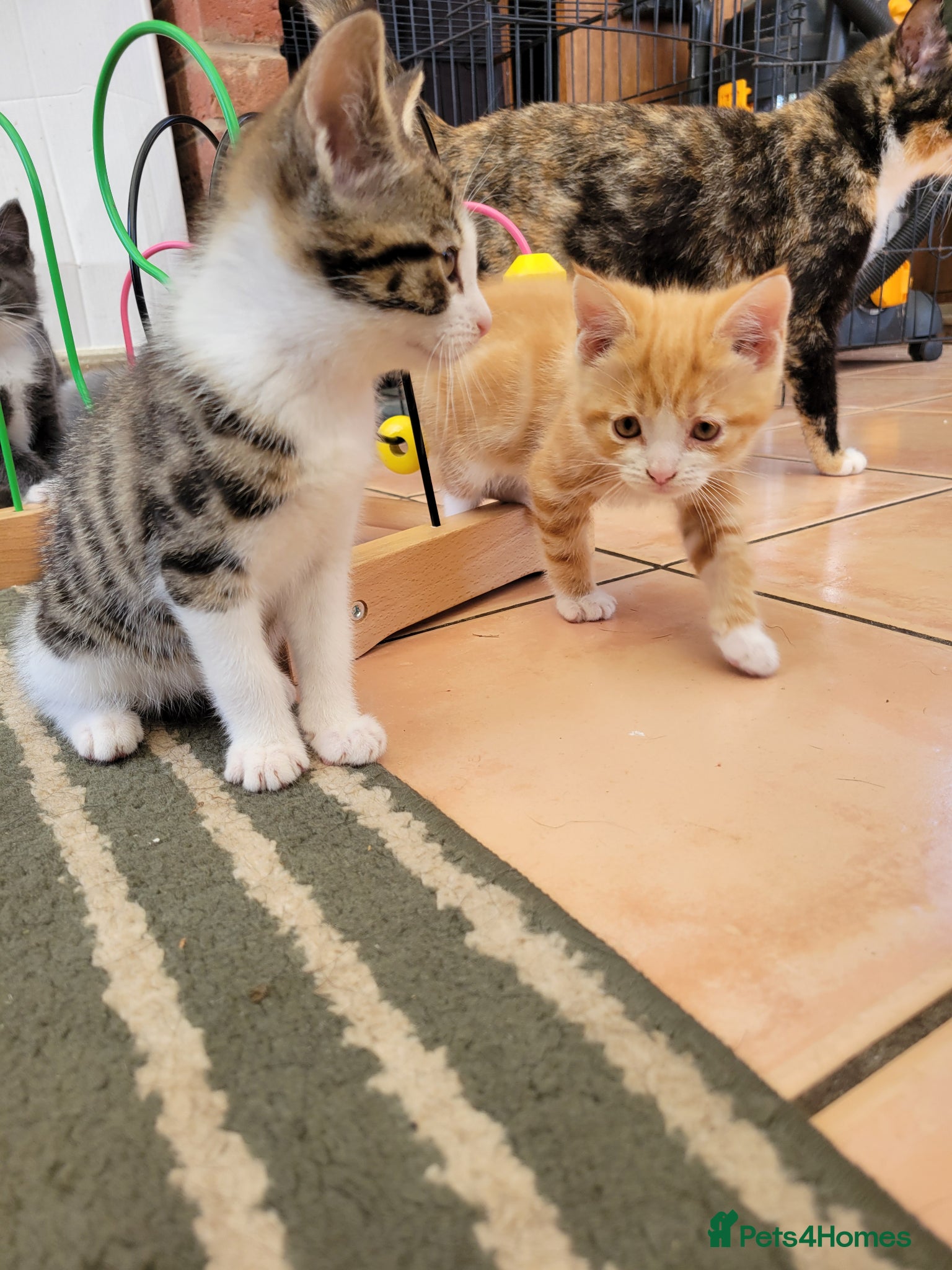 Mixed Breed cats for sale: Very cute kittens - Advert 3