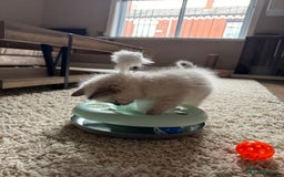 Ragdoll cats for sale: Ragdoll kitten 🤍 - Image 4