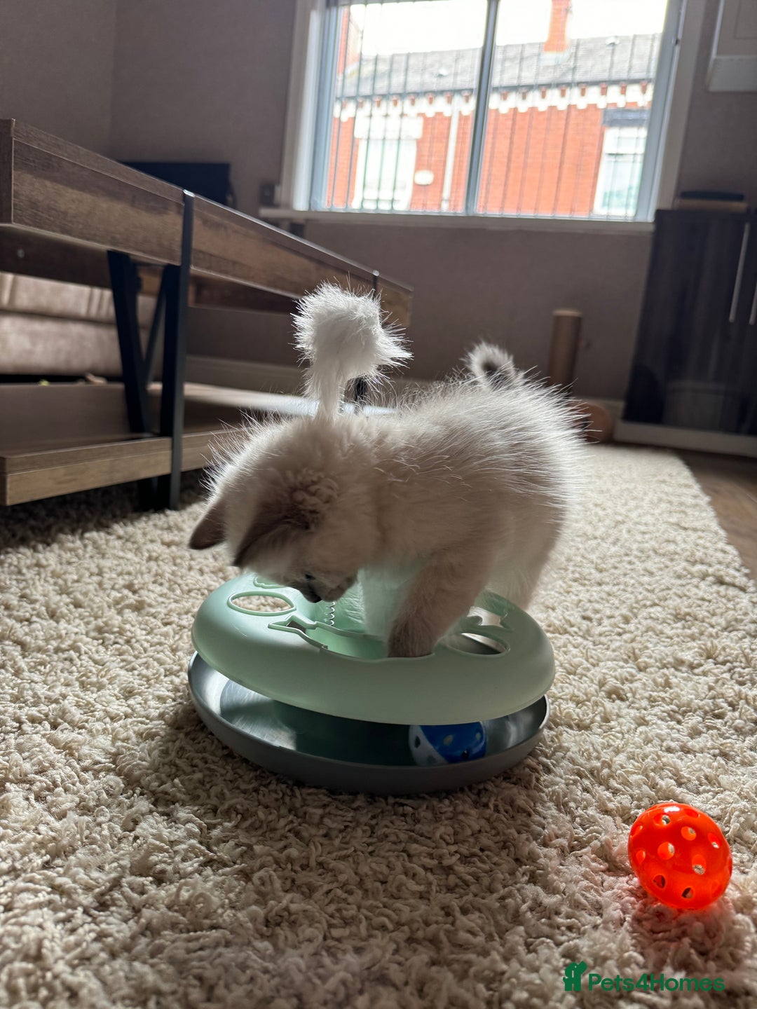 Ragdoll cats for sale: Ragdoll kitten 🤍 - Image 4