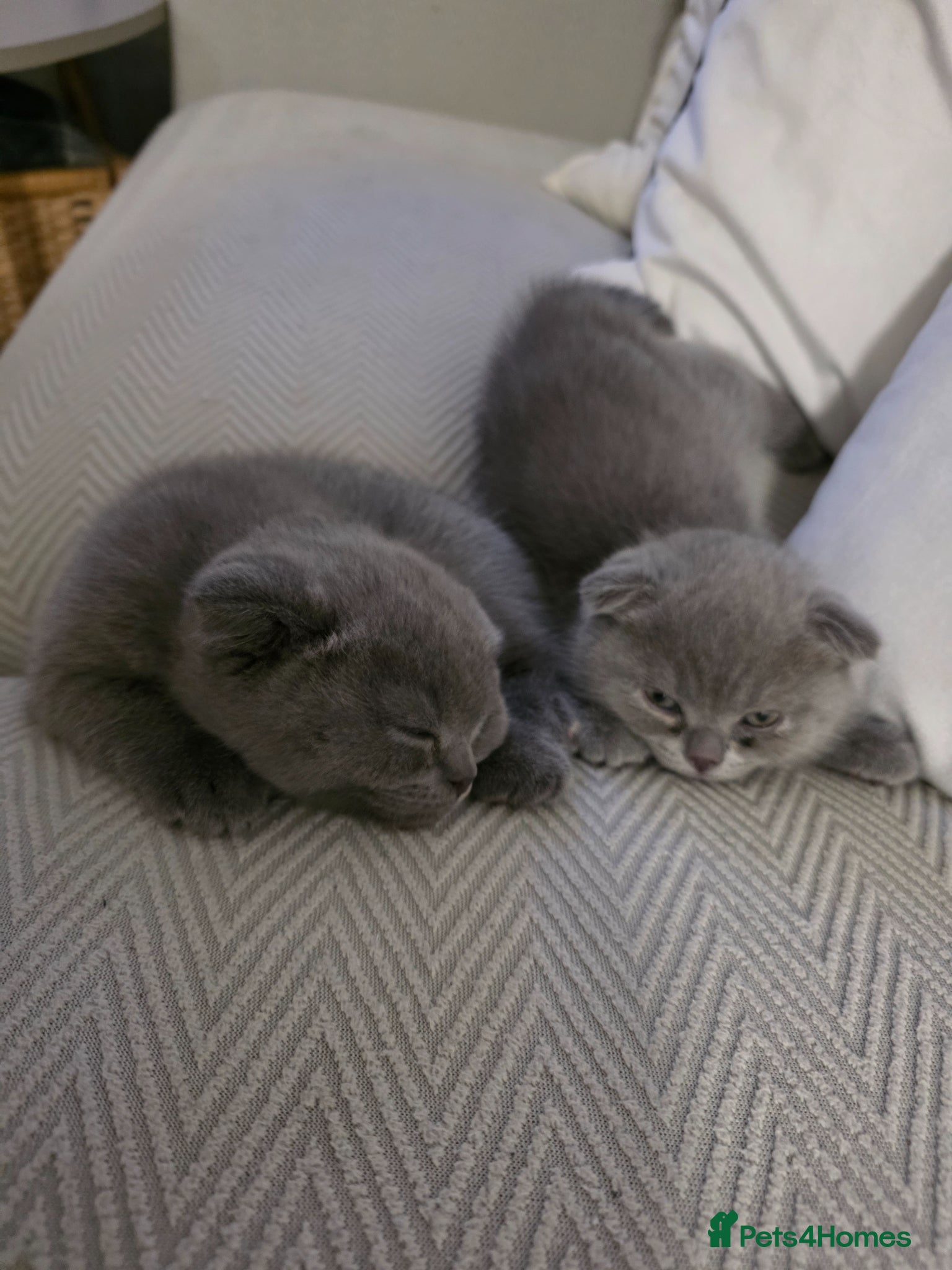 Scottish Fold cats Blue Scottish fold  - Advert 11