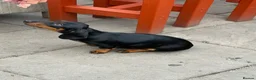 Miniature Dachshund dogs for sale: Miniature dachshund  - Advert 10