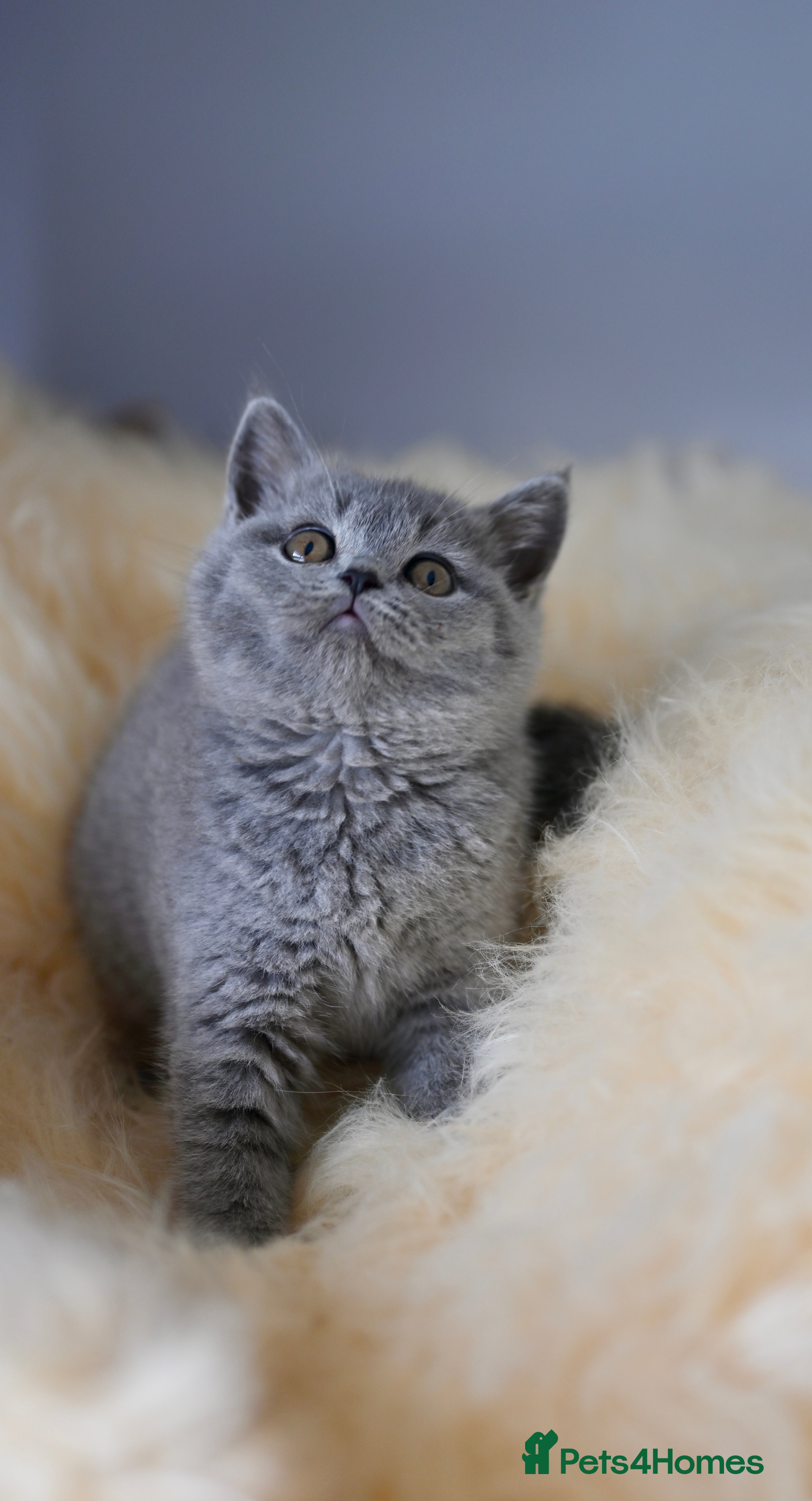 British Shorthair cats GCCF reg blue kittens ready to go from 24/10 - Advert 12