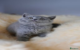 British Shorthair cats for sale: GCCF reg blue kittens  - Image 9