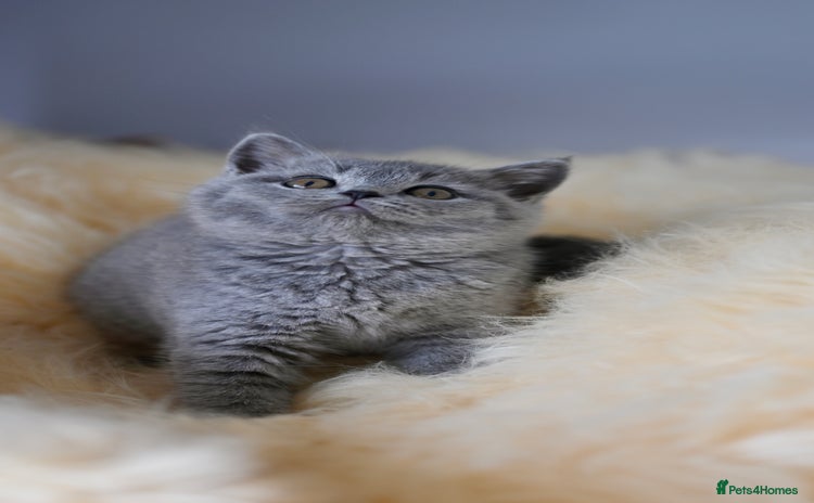 British Shorthair cats - Advert 4