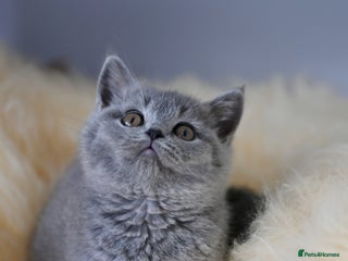 British Shorthair cats - Advert 24