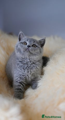 British Shorthair cats - Advert 2
