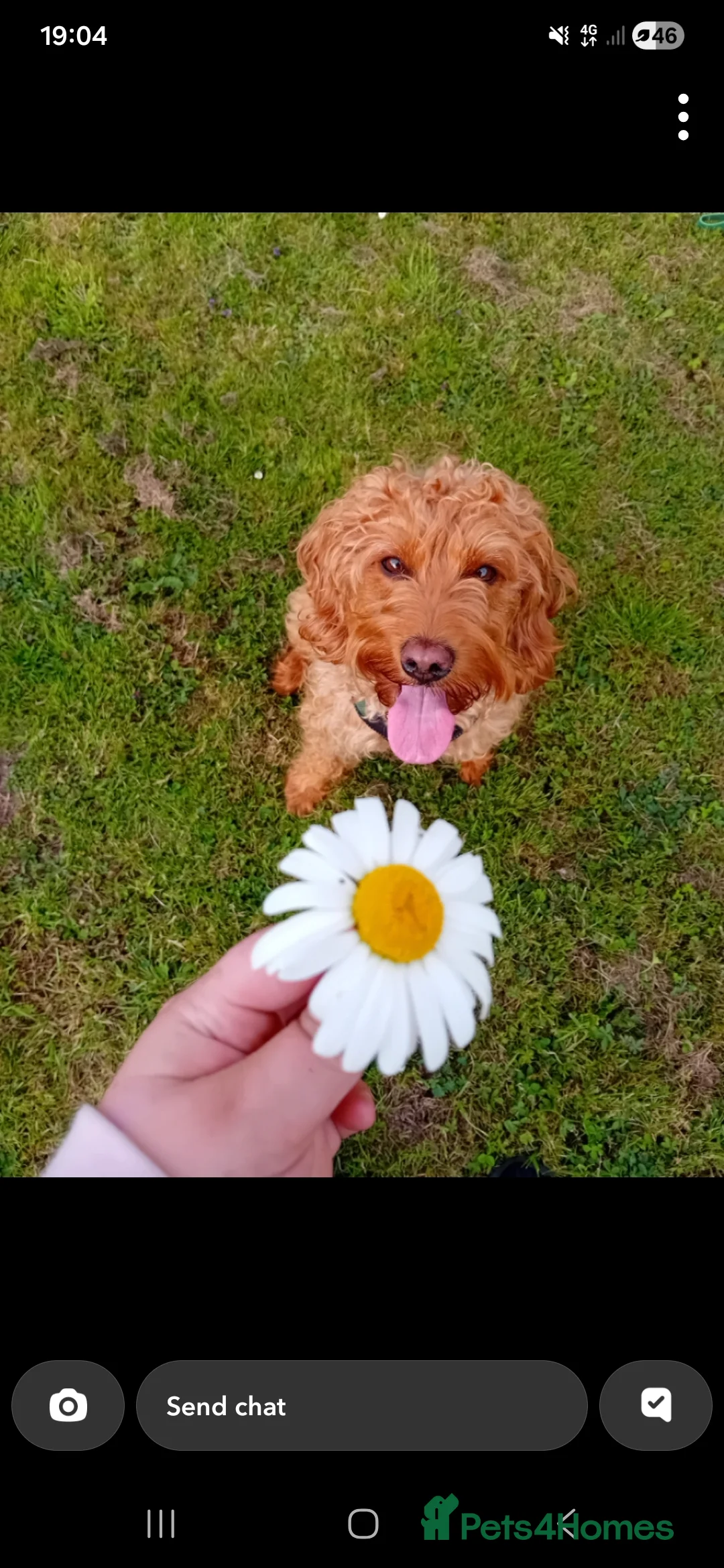Mixed Breed dogs for sale: Labradoodle x french bulldog puppies  - Advert 1
