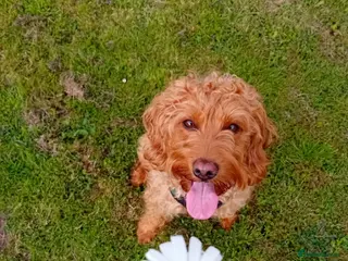 Mixed Breed dogs Labradoodle x french bulldog puppies - Advert 1