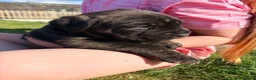 Cane Corso dogs for sale: Cane Corso puppy’s  - Advert 14