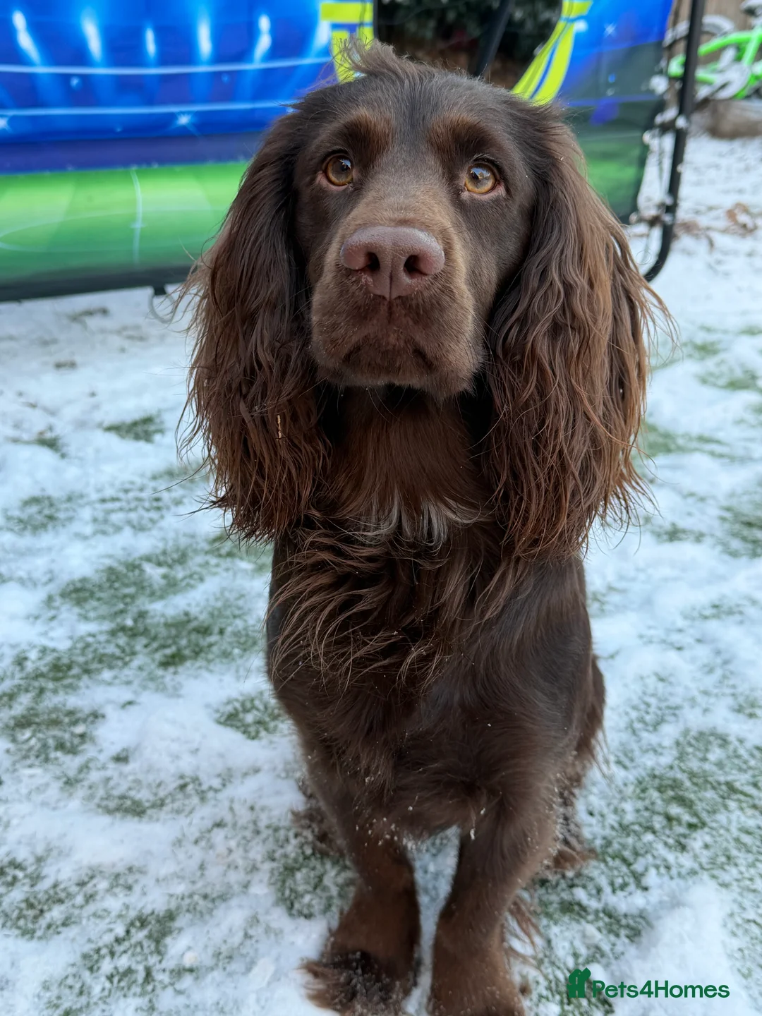 Sprocker dogs for stud: Sprocker Stud Frank  - Advert 3