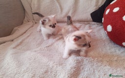 Domestic Shorthair cats for sale: Rare coloured kittens - Image 1
