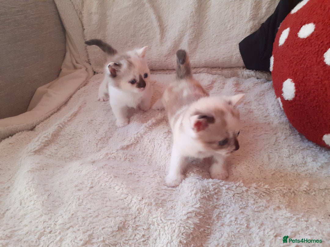Domestic Shorthair cats for sale: Rare coloured kittens - Image 1