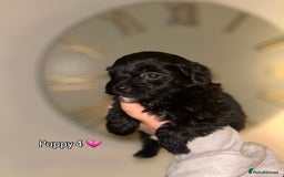 Shihpoo dogs for sale: Gorgeous Toy Shihpoo puppies - Image 5