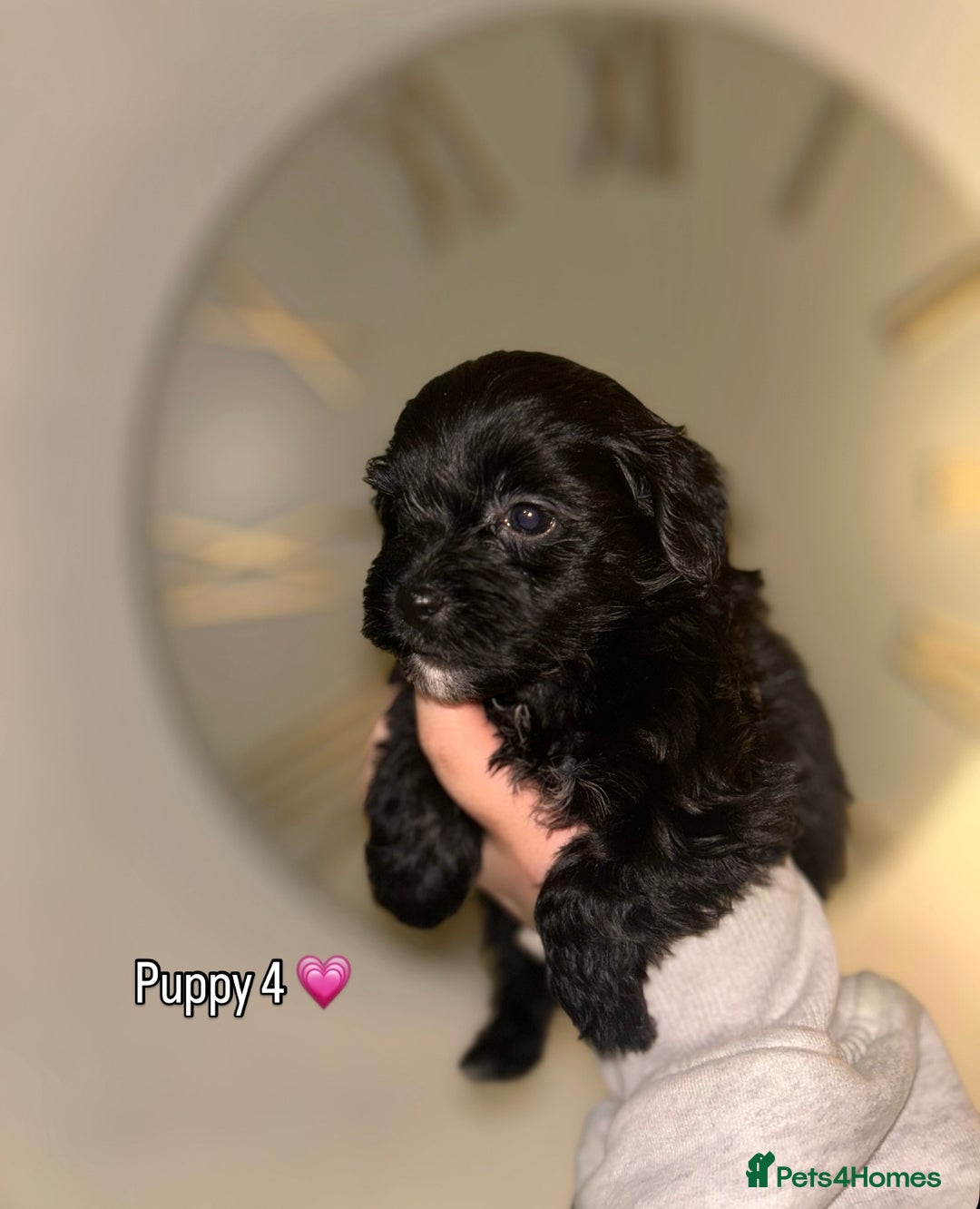 Shihpoo dogs for sale: Gorgeous Toy Shihpoo puppies - Image 5