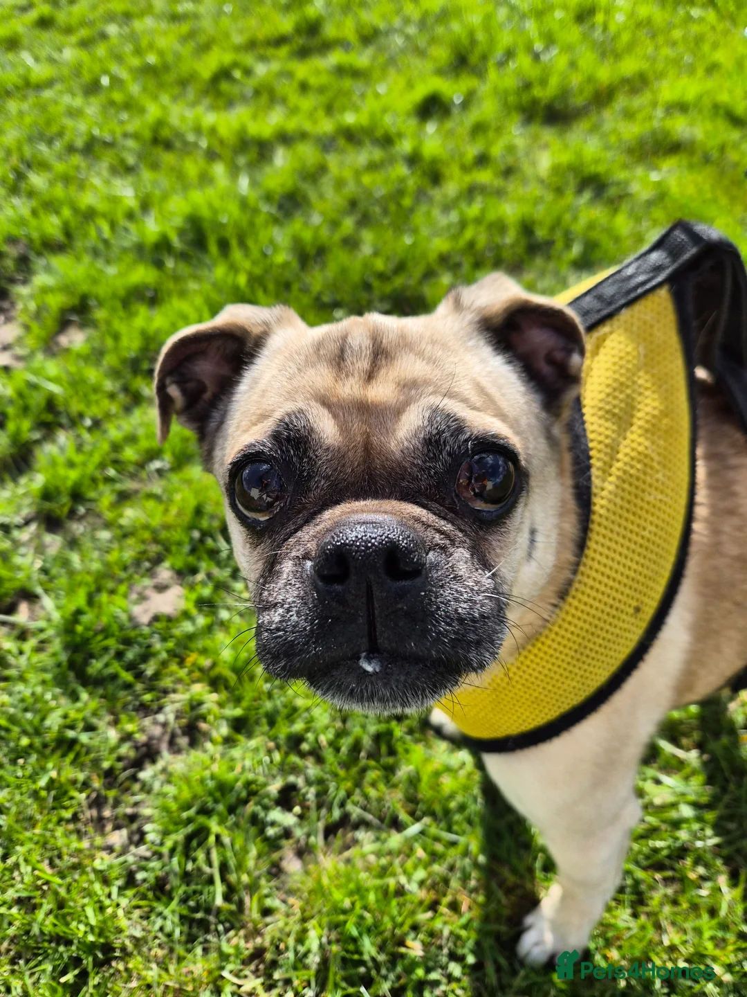 Chug dogs for sale: Chug, 6 years old in Falkirk - Advert 2