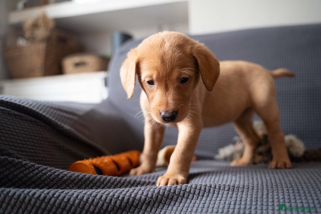 Labrador Retriever dogs for sale: Stunning Fox Red Labrador Puppies For Sale - Image 8