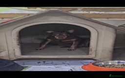 Miniature Pinscher dogs for adoption: Johney 7 year mini pin meat trade survivor  - Image 5