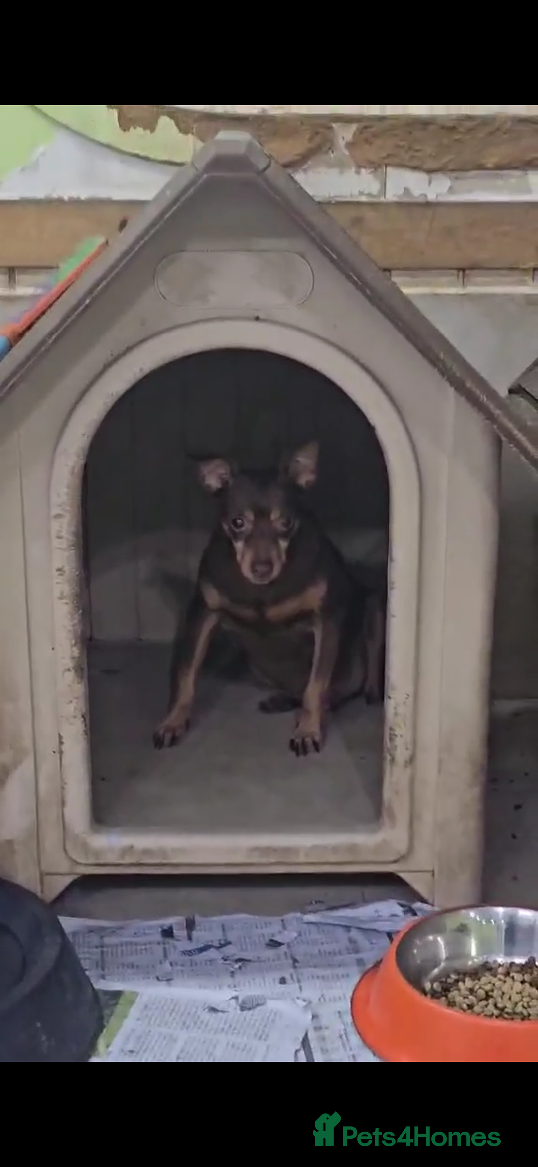 Miniature Pinscher dogs for adoption: Johney 7 year mini pin meat trade survivor  - Image 5
