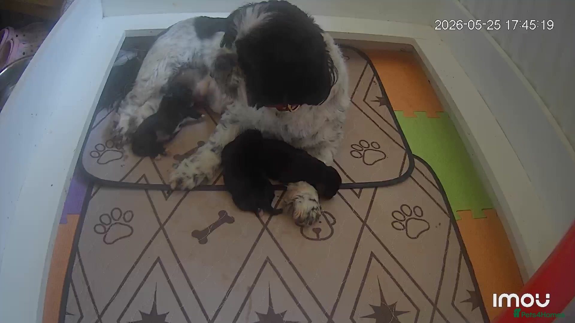 Shih Tzu dogs Shih tzu  - Advert 9