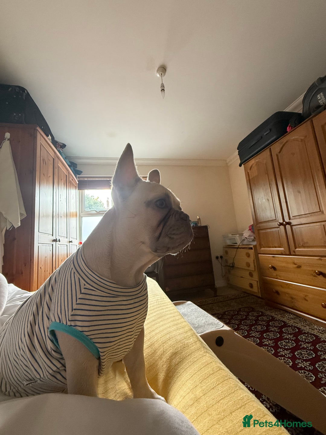 French Bulldog dogs for sale: Our 8 months old luna looking for new home - Advert 3