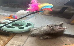Maine Coon cats for sale: Beautiful Maine coon kittens TICA registered  - Image 5