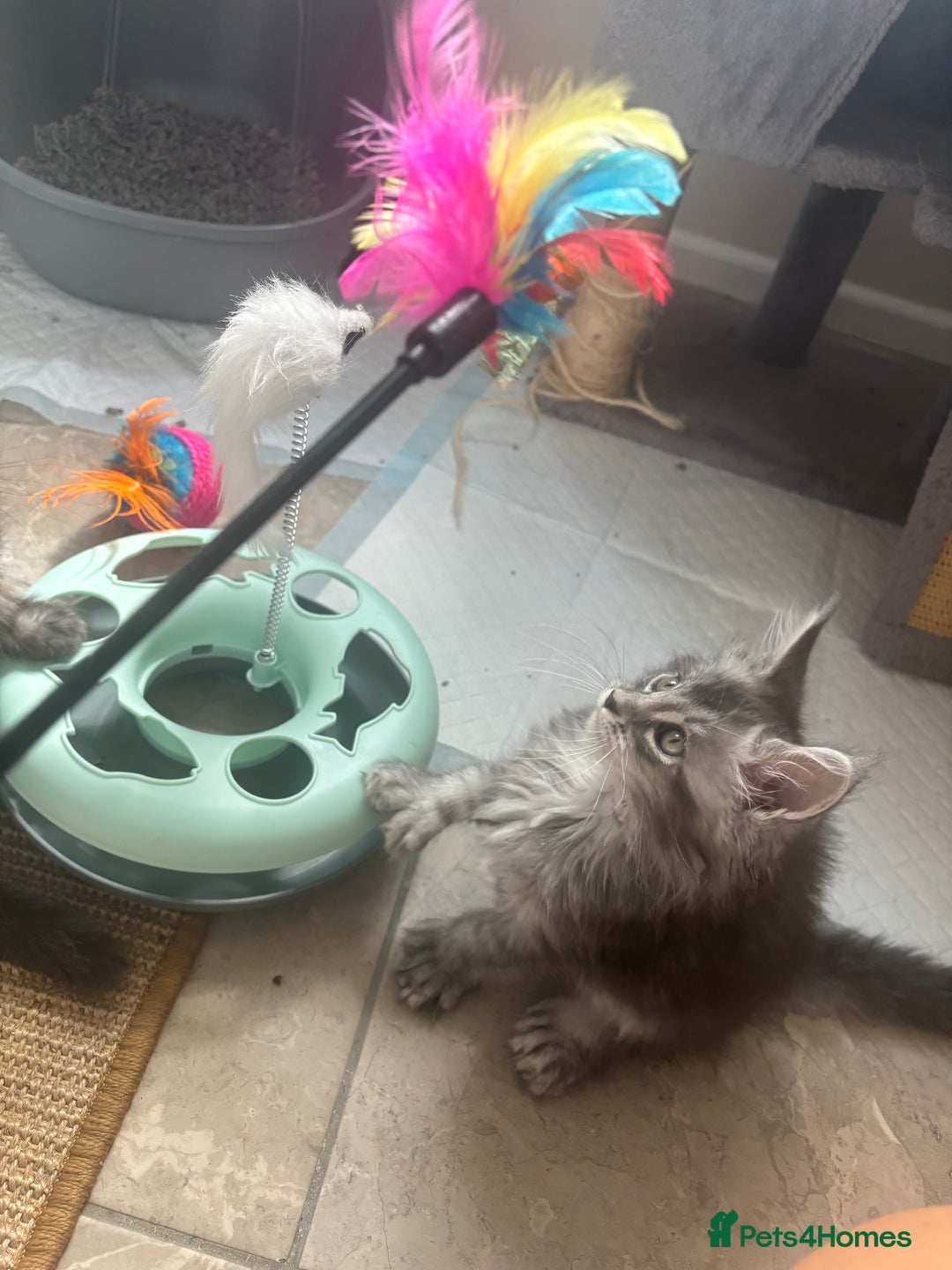 Maine Coon cats for sale: Beautiful Maine coon kittens TICA registered  - Image 5