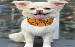 Chihuahua dogs for stud: FOR STUD Little chihuahua looking for girlfriend  - Image 1