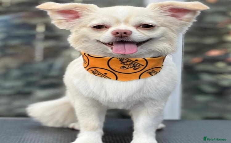 Chihuahua dogs - Advert 2