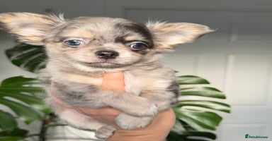 Chihuahua dogs - Advert 29