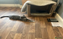 British Shorthair cats for sale: Misty & Bella - Image 12