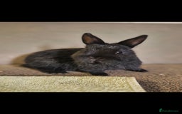 Netherland Dwarf rabbits for sale: Netherland dwalfs - Image 3
